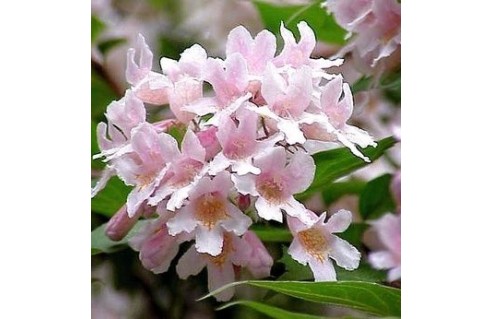 Buisson de beauté