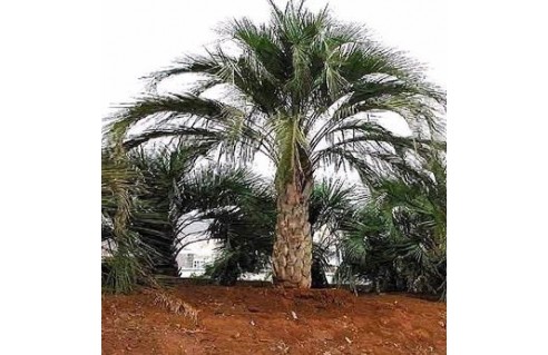 Butia (Palmier à vin - Palmier à gelée - Butée - Arbre à laque)