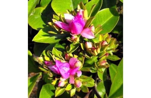 Cactus à feuilles (Pereskia)