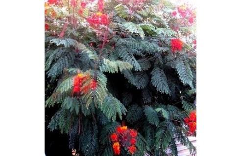 Caesalpinia (Flamboyant petit)
