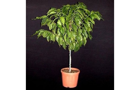 Caféier, Café arabica & robusta (Coffea)