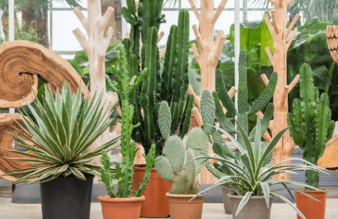 Cactus et succulentes
