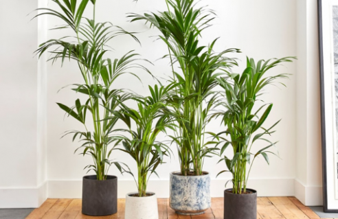 Palmiers d'intérieur