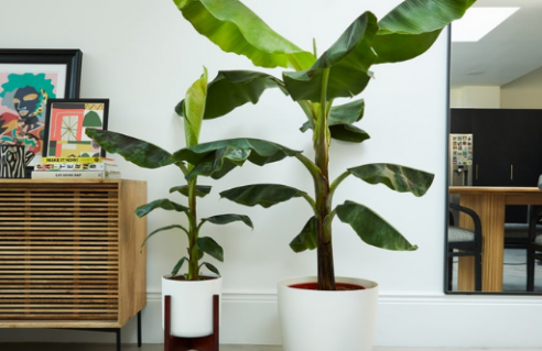 Bananiers d'intérieur