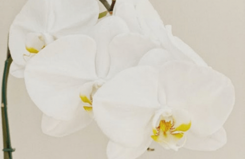 Orchidées