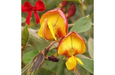 Cajanus cajun