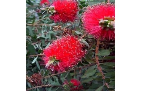 Callistemon (Rince bouteille - Plante goupillon)