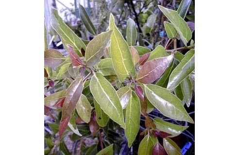 Camphrier, Camphre (Cinnamomum)