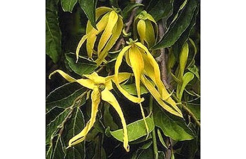 Cananga (Ylang-Ylang, Arbre à parfum) 