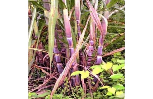 Canne à sucre (Saccharum)