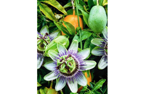 Fruitiers exotiques bon marché