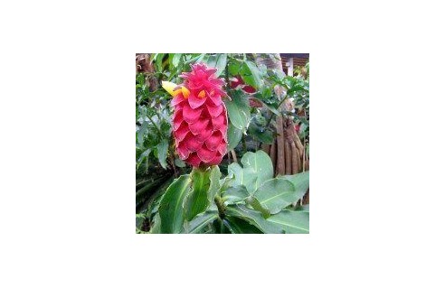Canne d'eau, Coste (Costus)