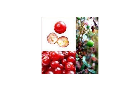 Canneberge, Cranberry, Airelle à gros fruits (Vaccinum)