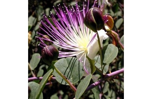 Capparis (Caprier)