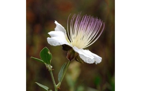 Caprier, (Capparis)
