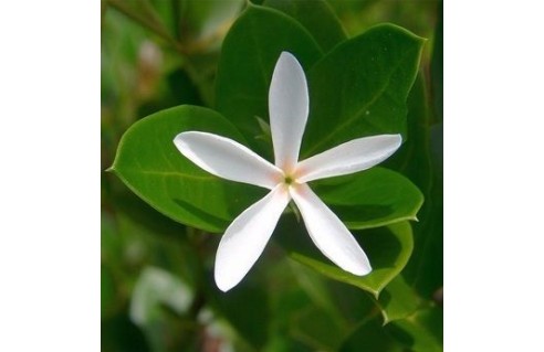 Carissa (Prunier du Natal)