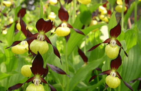 Orchidées rustiques