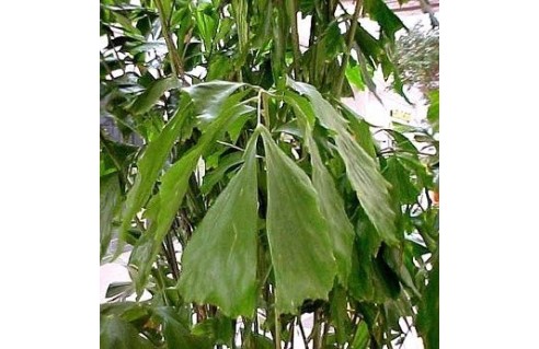 Caryota (Palmier queue de poisson - Palmier céleri)