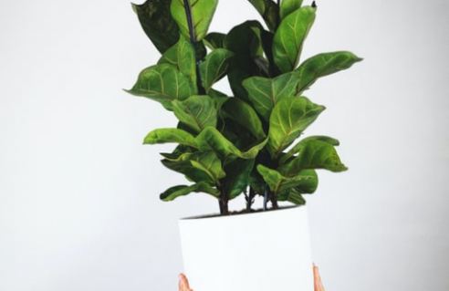 Ficus