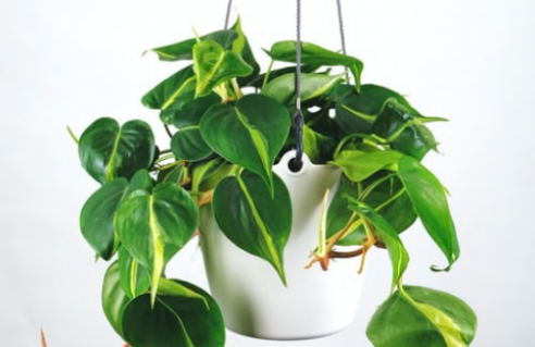 Philodendron