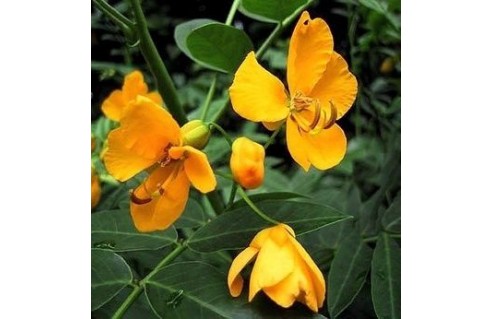 Cassia (senna)