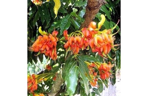 Castanospermum