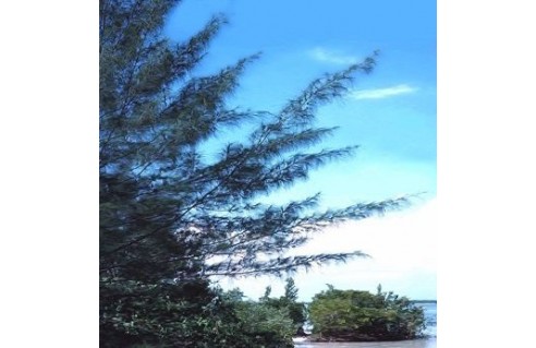 Casuarina (Filao) 