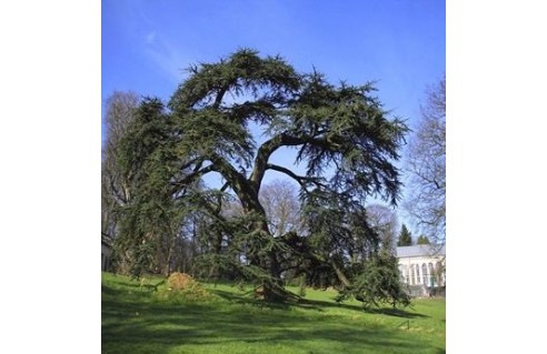 Cèdre du Liban (Cedrus)