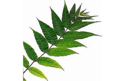 Cedrela (Acajou de Chine)