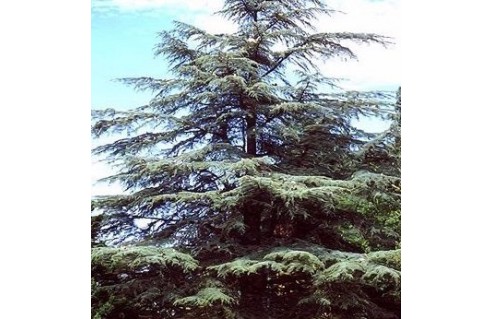 Cedrus (Cèdre du Liban)