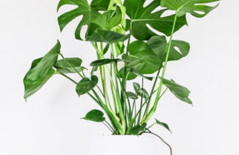 Monstera