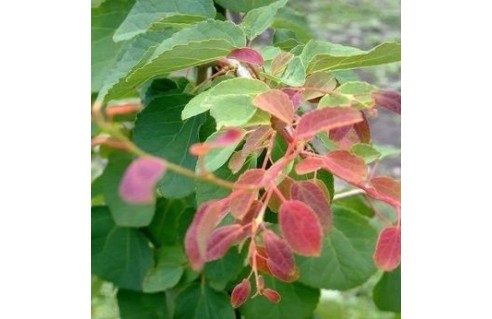 Cercidiphyllum (Arbre caramel, Katsura) 