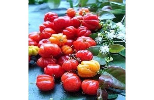 Cerisier de Cayenne, Pitanga (Eugenia)