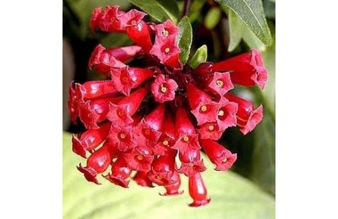 Cestrum (Cestreau)