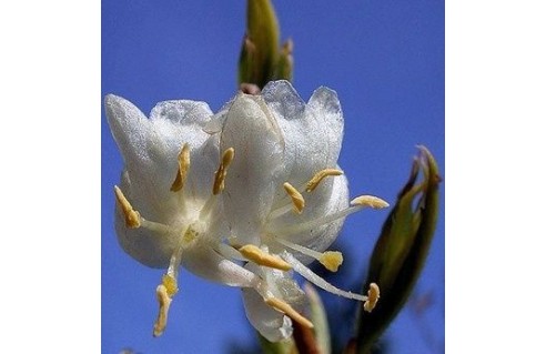 Chèvrefeuille arbustif (Lonicera)