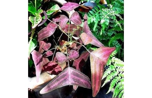 Christia (Plante papillon)