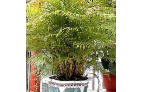 Chrysalidocarpus (Palmier d'Arec) 