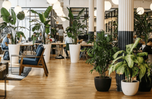 Plantes pour le bureau/ Télé-travail