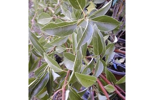 Cinnamomum (Camphrier)