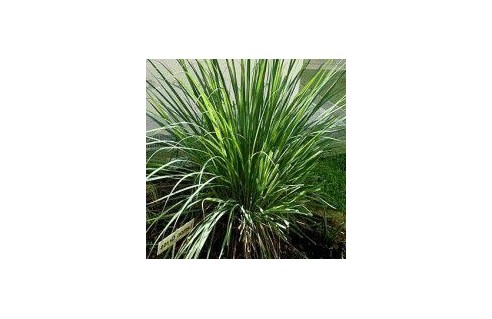 Citronnelle de Madagascar, Verveine de l'Inde, Verveine de Ceylan (Cymbopogon)