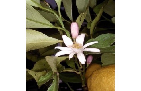 Citronnier (Citrus limon)