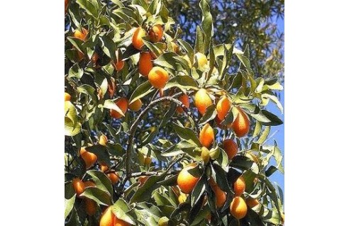 Citrus (Agrume)