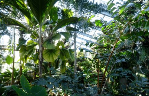 Collections de plantes d'extérieur