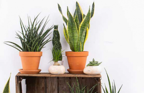 Collections de plantes d'intérieur 
