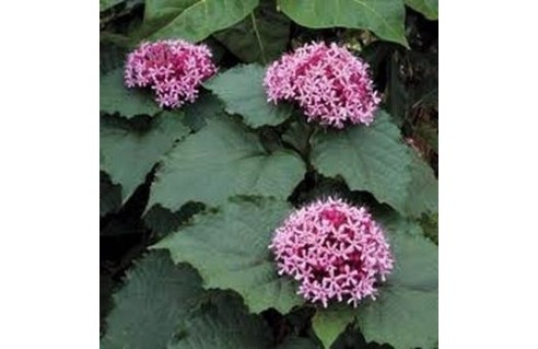 Clerodendrum (Clérodendron)
