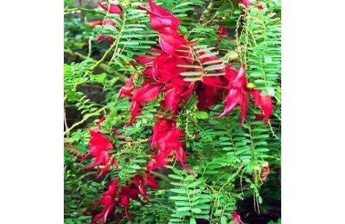 Clianthus (Bec de perroquet) 