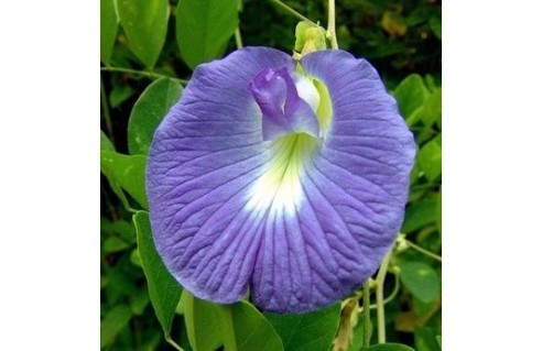Clitoria (Clitorie)