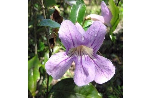 Clytostoma (Bignone à fleurs roses)