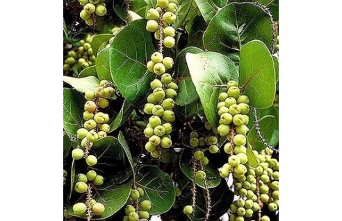 Coccoloba (Raisinier Bord de Mer)
