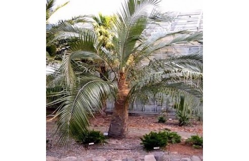 Cocotier de Bolivie (Parajubaea torallyi var. 'microcarpa')